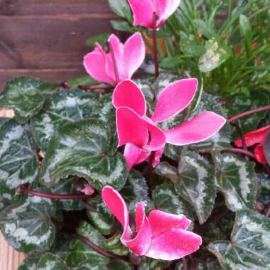 Cyclamen (Hardy)