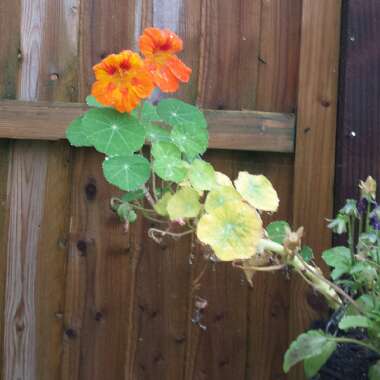 Nasturtium