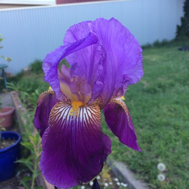 Iris x germanica