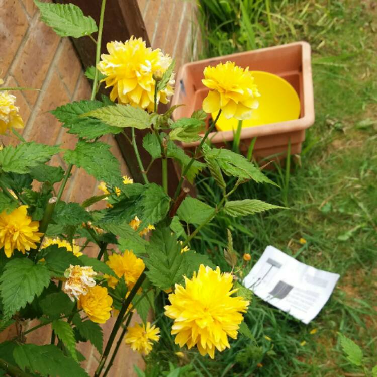 Plant image Kerria japonica 'Pleniflora'