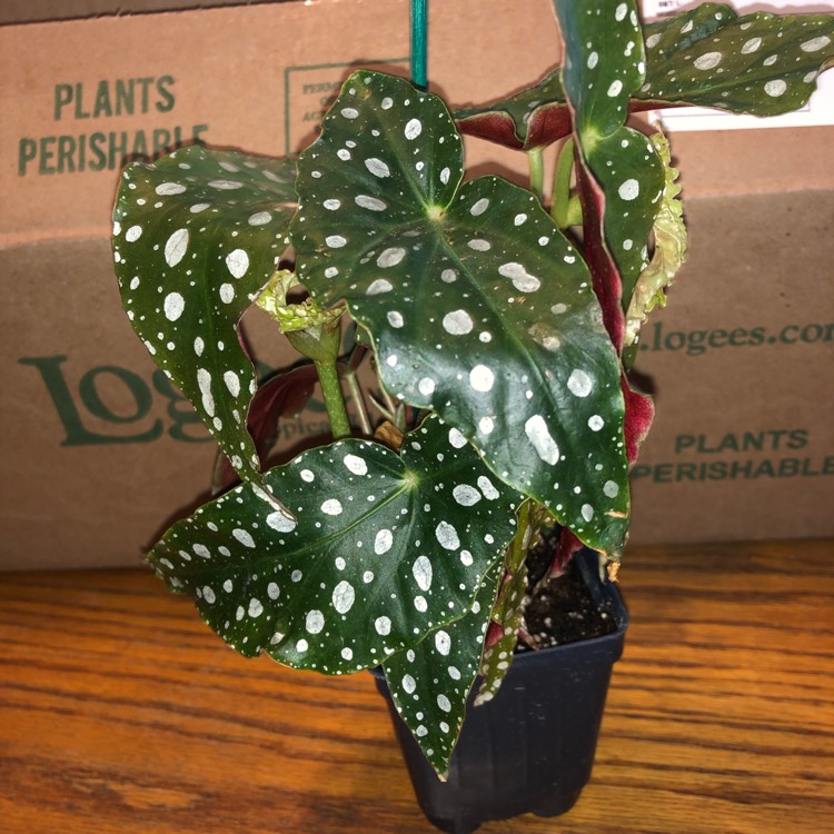 Plant image Begonia Maculata 'Wightii'
