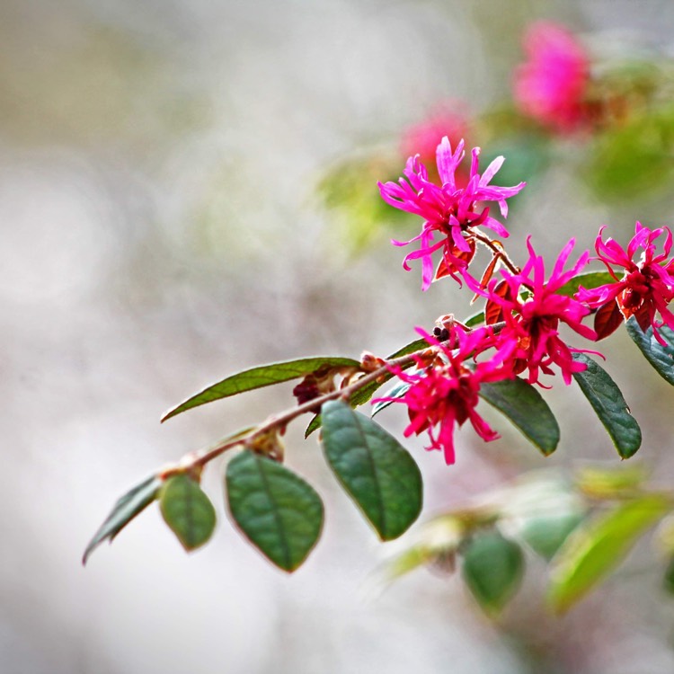 Plant image Loropetalum chinense