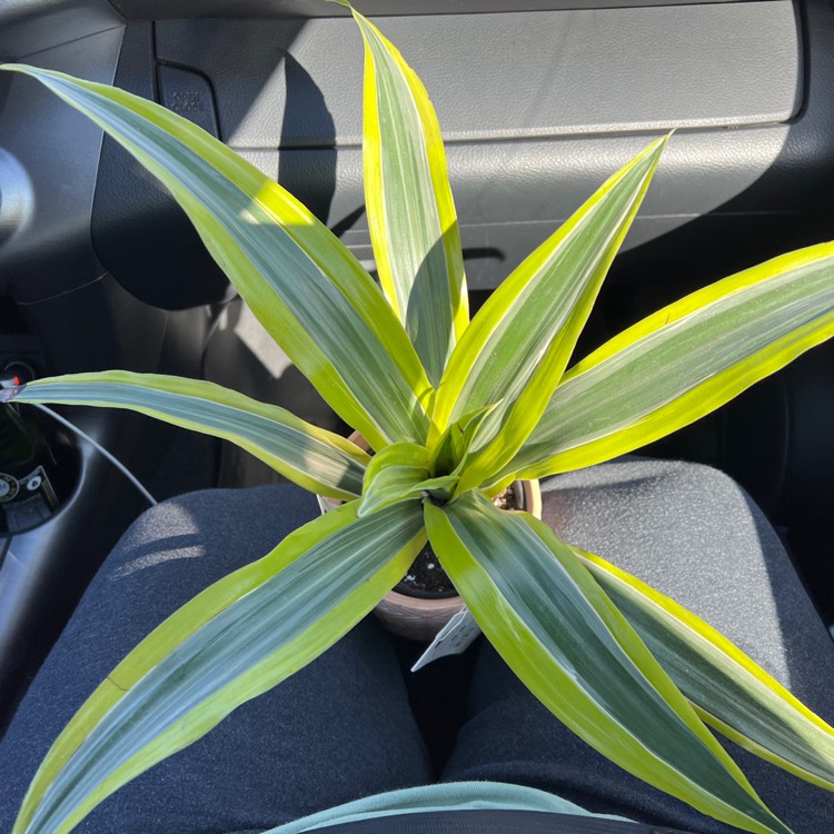 Plant image Dracaena fragrans 'Lemon Lime'