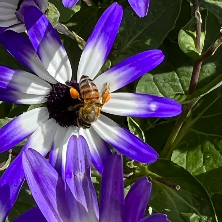 Plant image Pericallis x hybrida (Senetti Series)