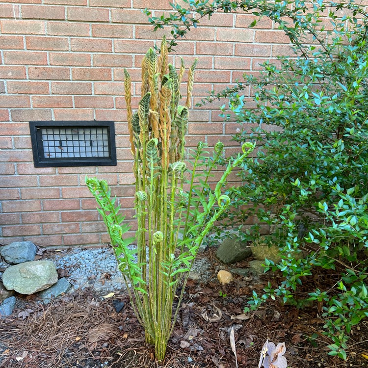 Plant image Osmunda cinnamomea