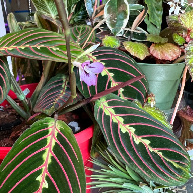 Plant image Maranta Leuconeura Var. Erythroneura