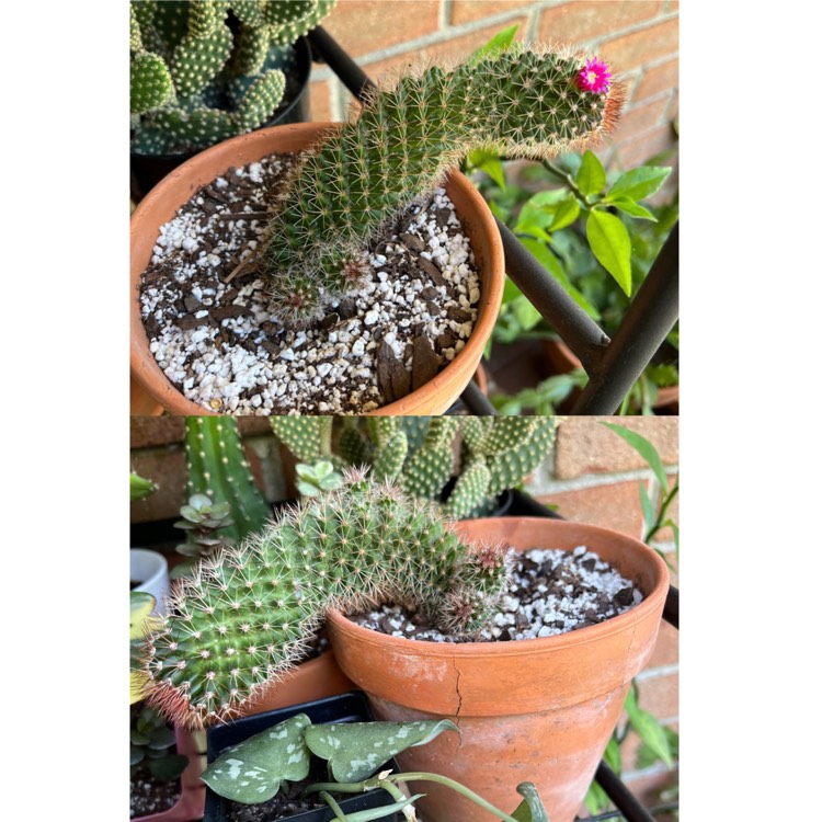Plant image Echinopsis  syn. Lobiviopsis