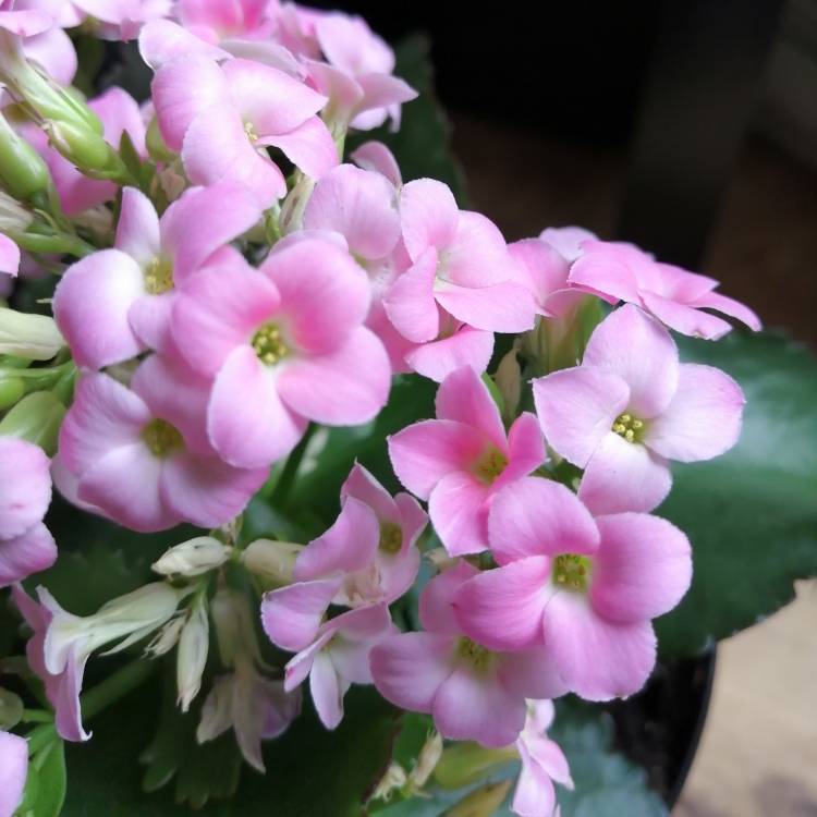 Plant image Kalanchoe blossfeldiana 'Double Flower Variety'