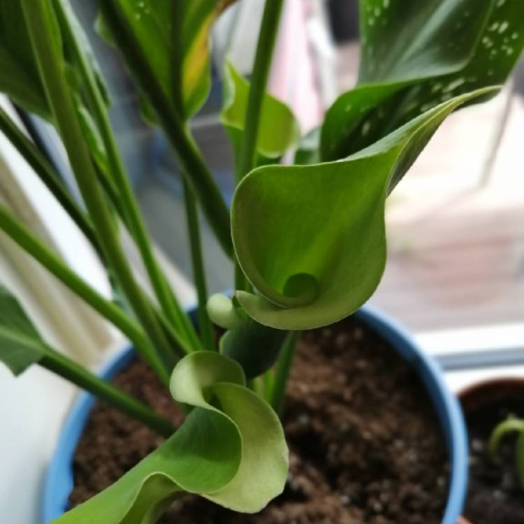 plant image 1509284