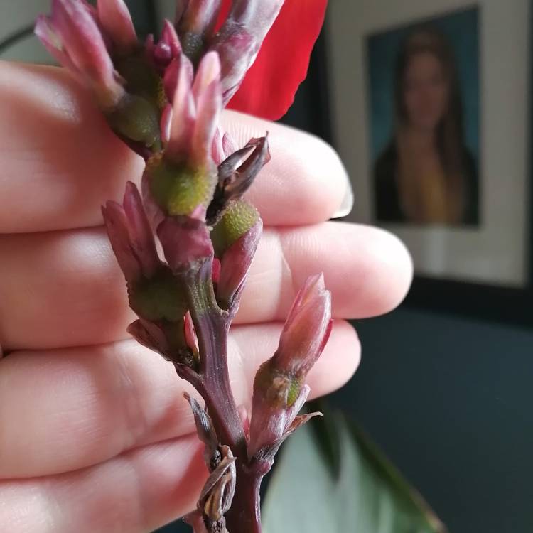 plant image 1513721