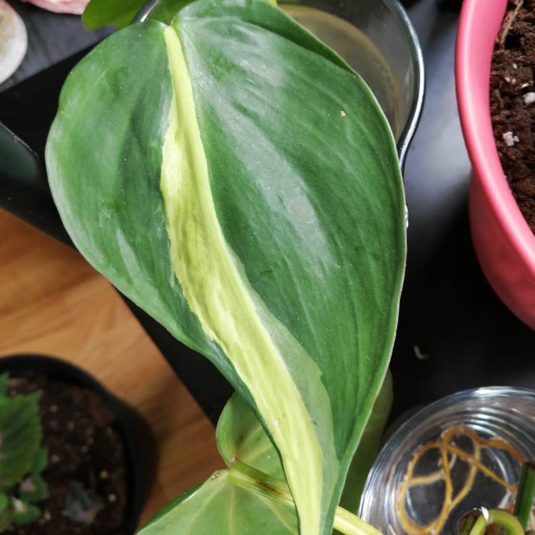 Plant image Philodendron cordatum 'Silver Stripe'
