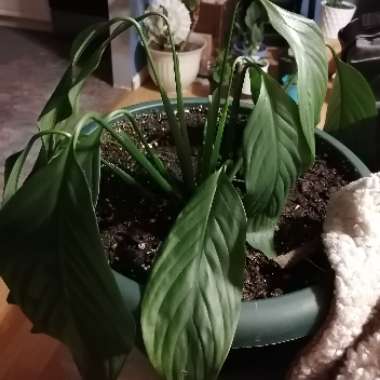 Spathiphyllum 'Mauna Loa'