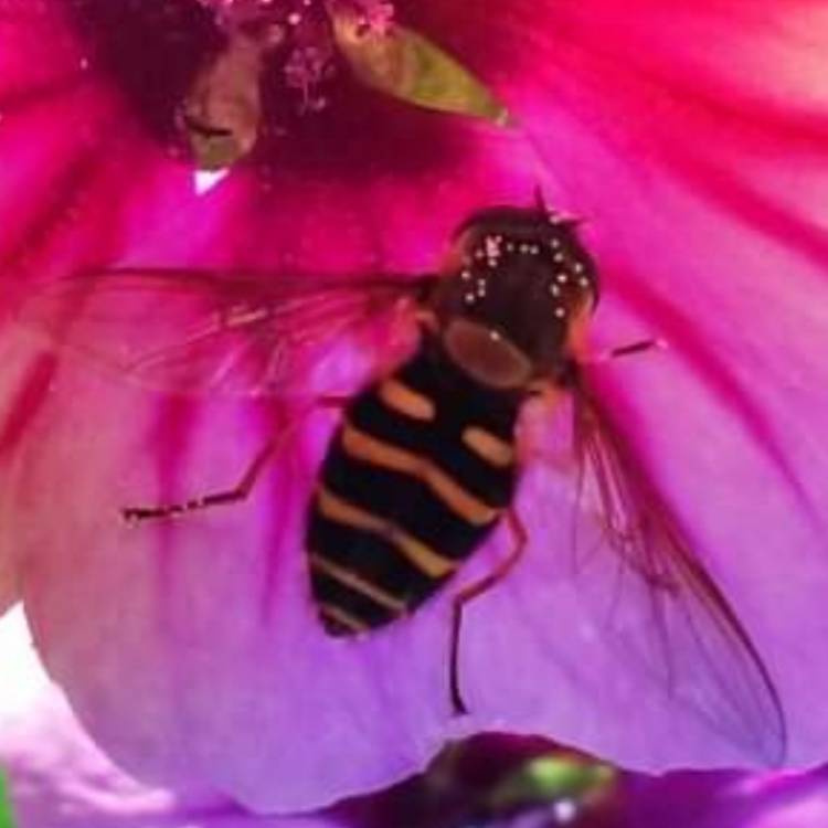 plant image 1515714