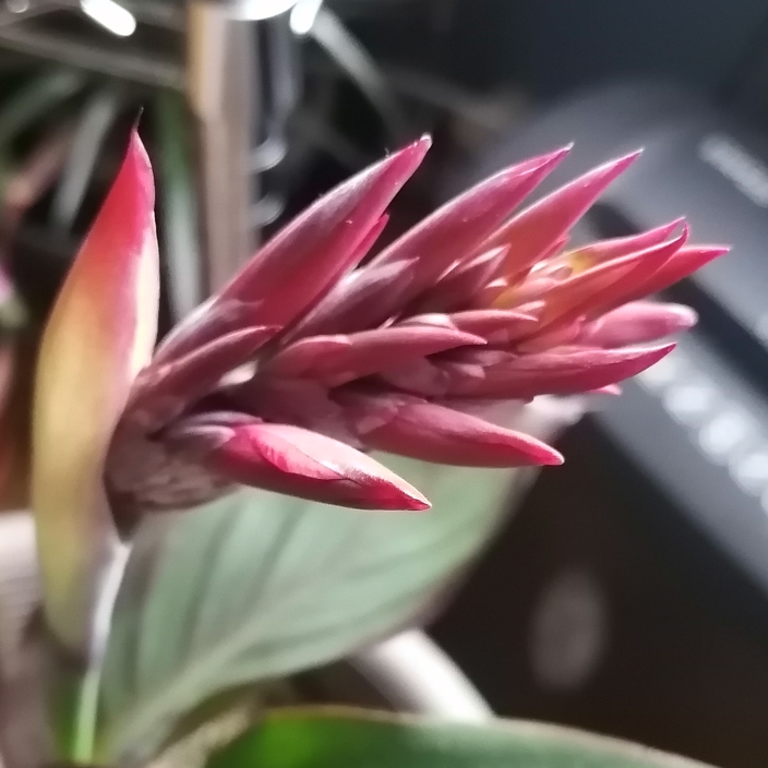 Plant image Canna indica 'Russian Red'