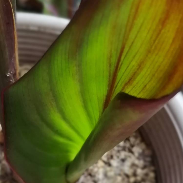 plant image 1527034