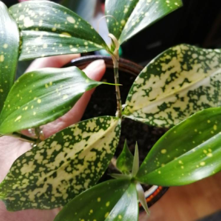 Plant image Dracaena 'Florida Beauty'