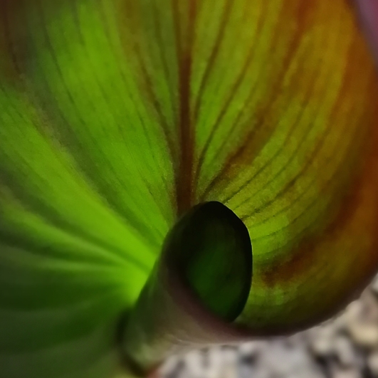 plant image 1527101