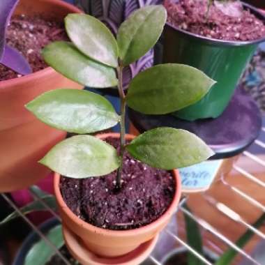 ZZ Plant
