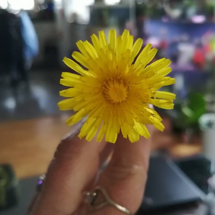 plant image 1529659