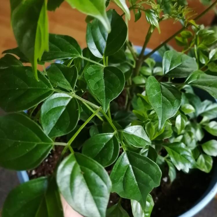 Plant image Radermachera Sinica