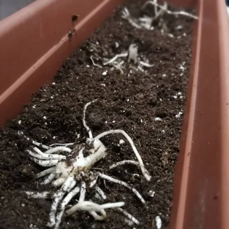 plant image 1530988