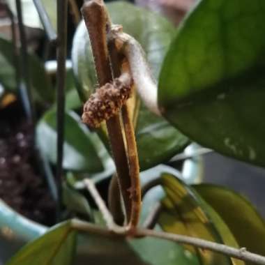 Wax Plant