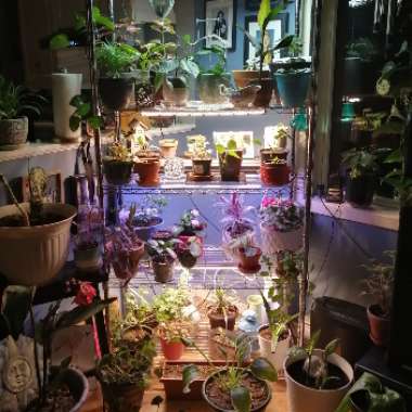 Michy ❤🌿's garden