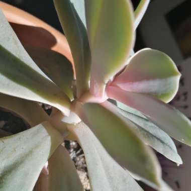 Echeveria 'Lilacina'
