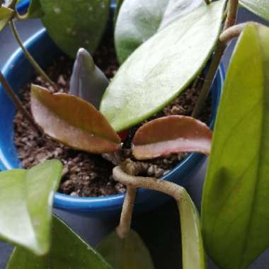 Wax Plant