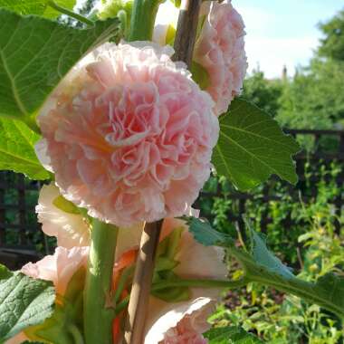 Beverley 's garden