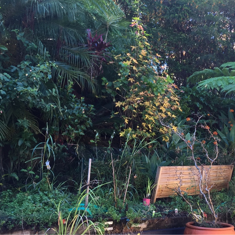 Bev's garden