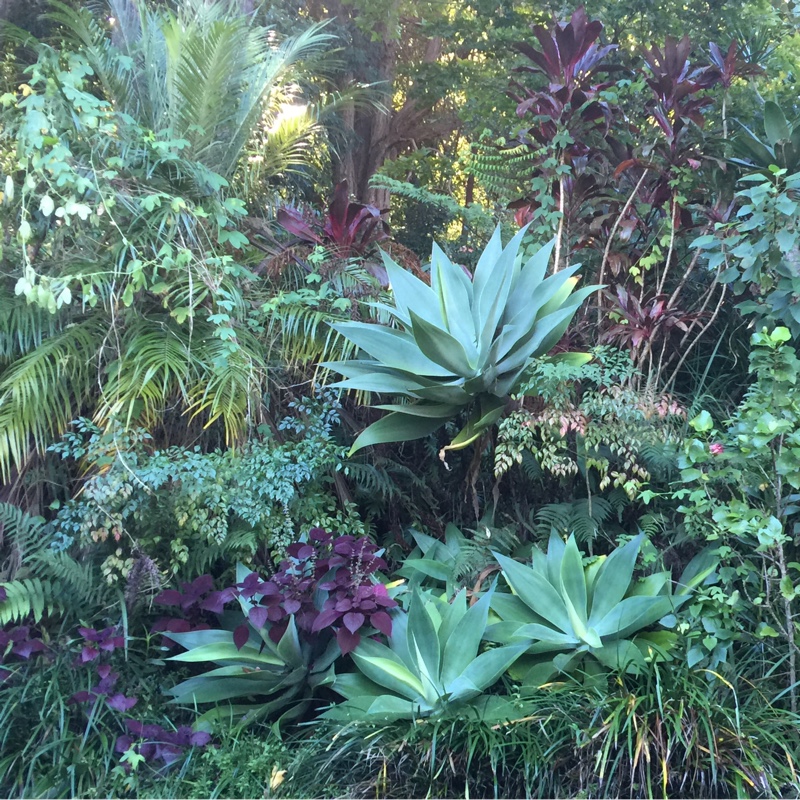 Bev's garden