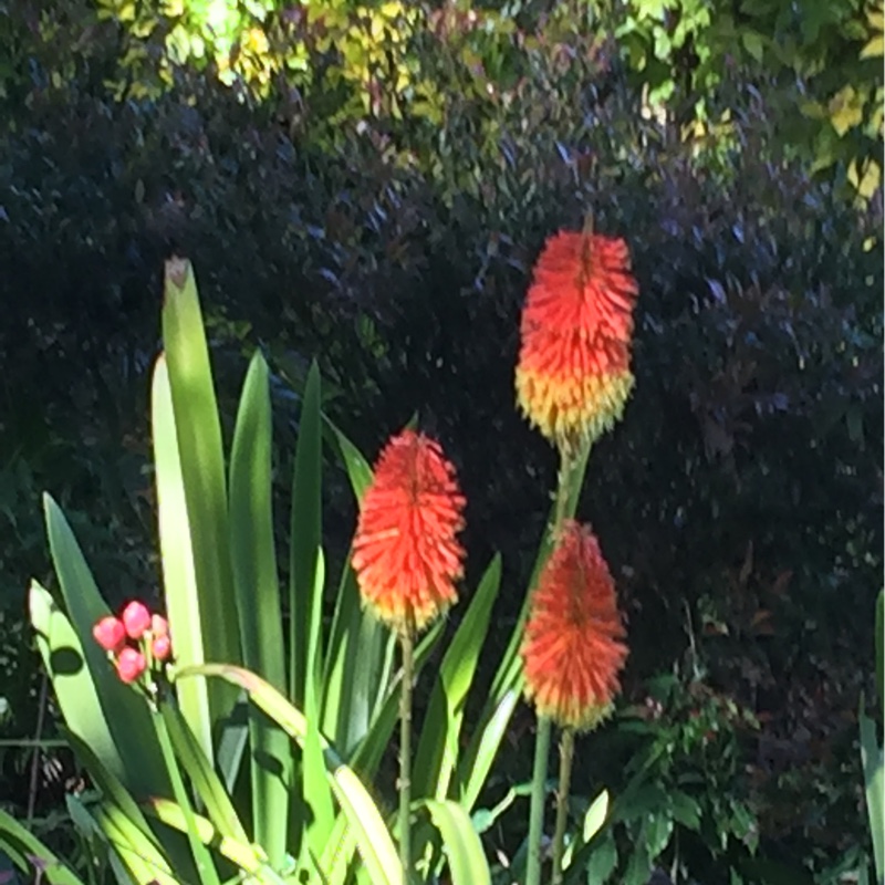 Red Hot Poker 'Nobilis'