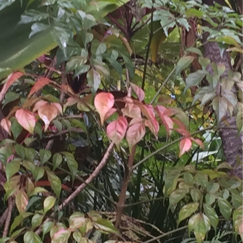 Bev's garden