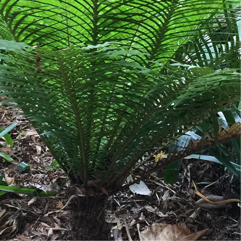 plant image 173573