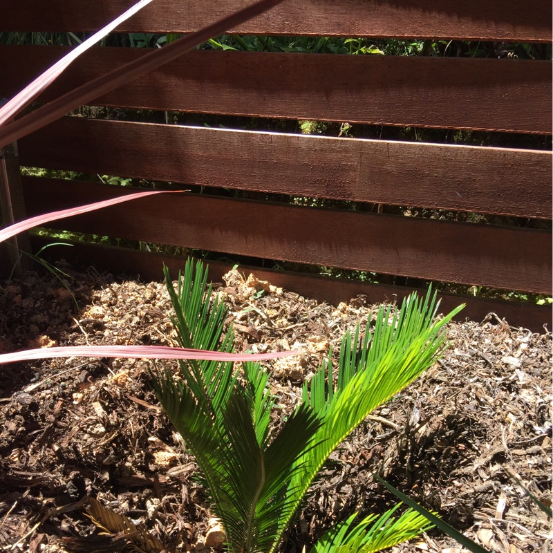 Sago Palm