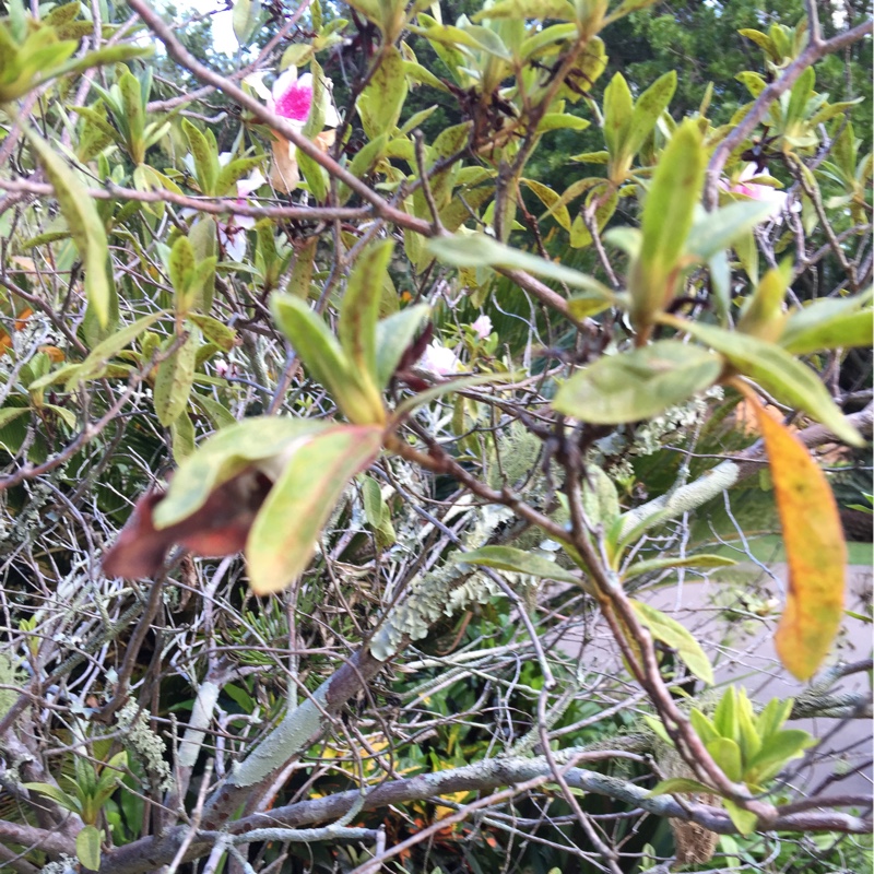plant image 49551
