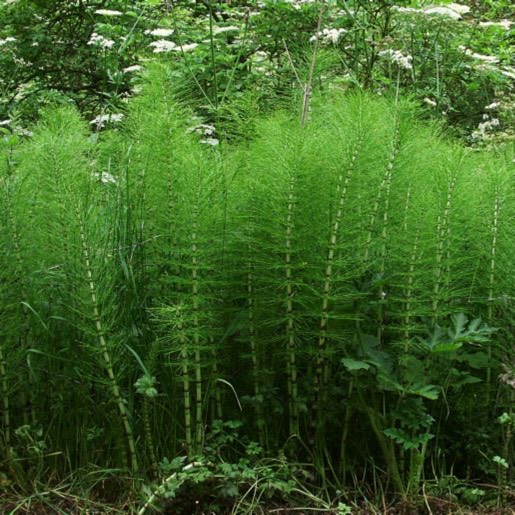 Plant image Equisetum arvense