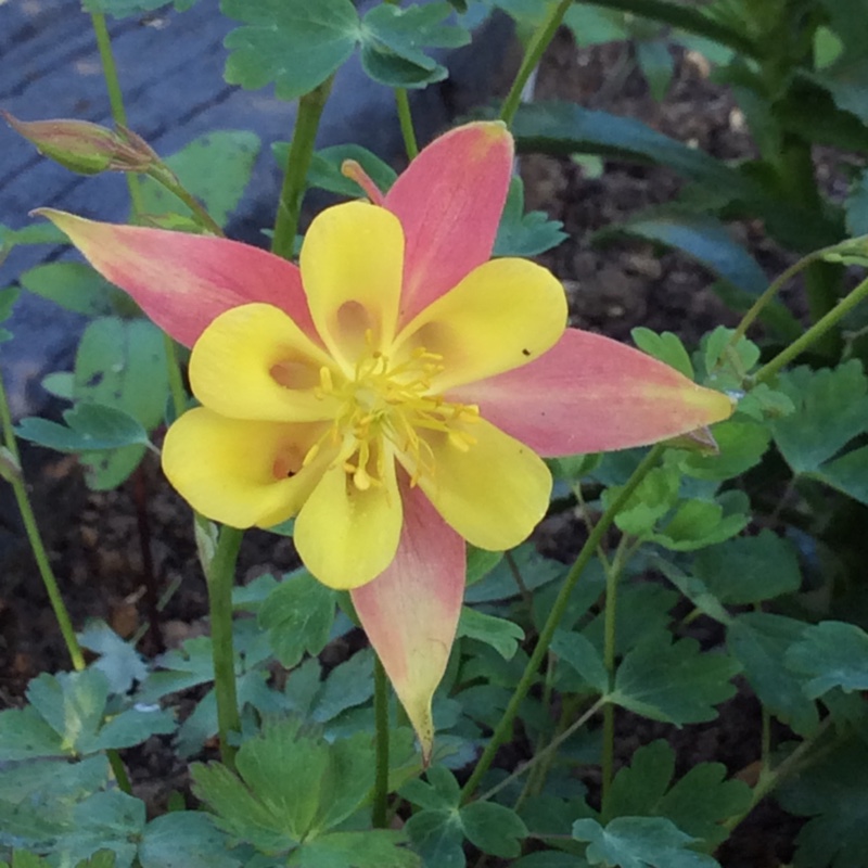Bev's garden