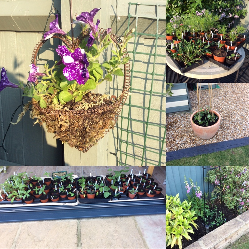 Bev's garden