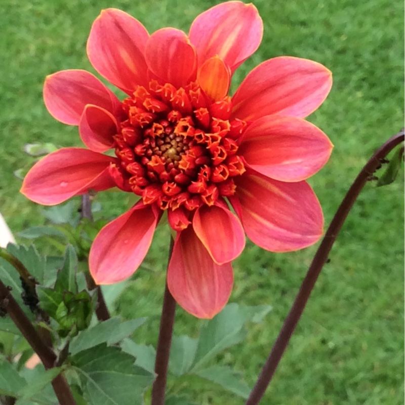 Bev's garden