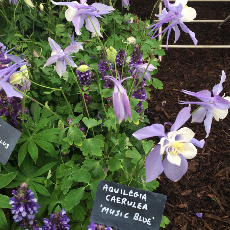 Bev's garden