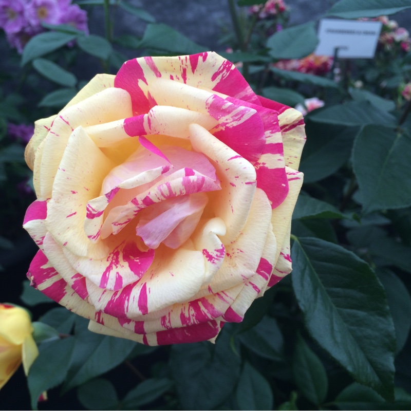 Bev's garden