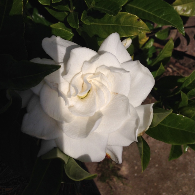 Plant image Gardenia Jasminoides