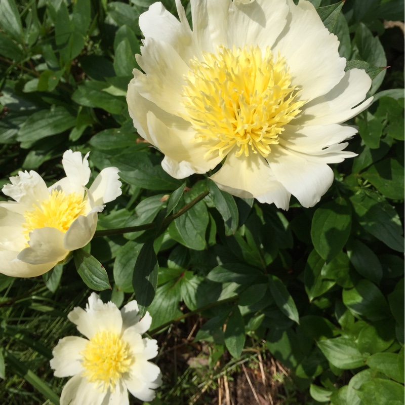 plant image 110781