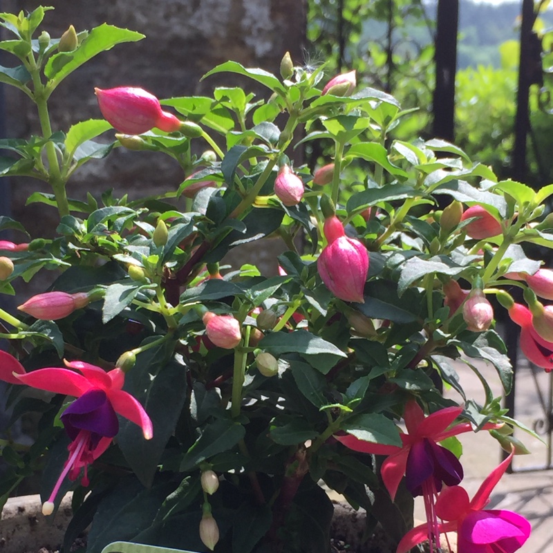 Plant image Fuchsia 'Aretes Upright Jollies Nancy'