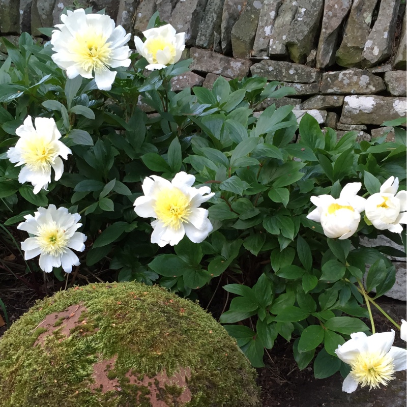 Plant image Paeonia lactiflora 'Krinkled White'