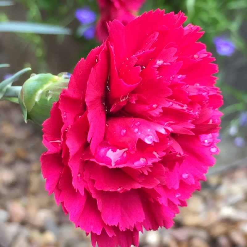 plant image 121992