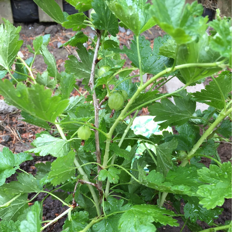 Plant image Ribes uva-crispa 'Hinnonmaki Yellow'