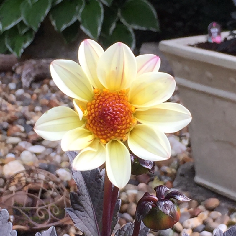 Plant image Dahlia 'Hdw79' (Happy Days Series) syn. Dahlia 'Happy Days Cream'
